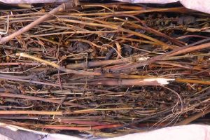 Chirayito Extract