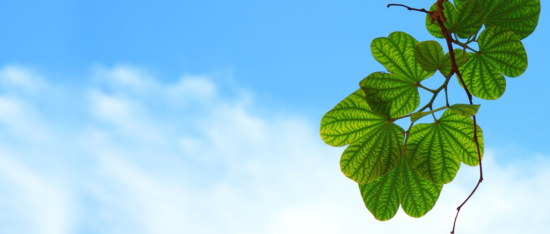 IME Herbals is the Leading Supplier Of Himalayan Herbs from Nepal
