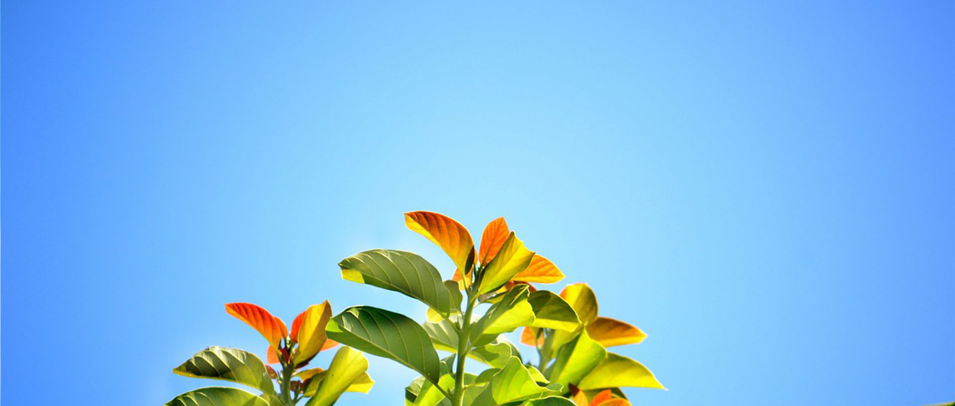 IME Herbals is the Leading Manufacturer Of Natural Herbal Extracts in Nepal