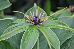 Satuwa Extract